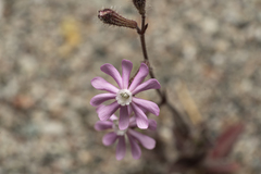Silene pompeiopolitana