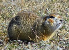 Spermophilus