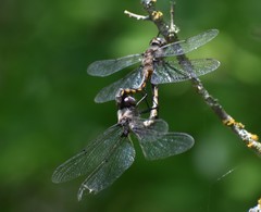 Epitheca petechialis
