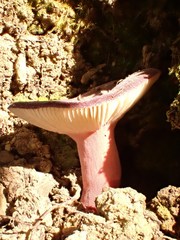 Russula torulosa