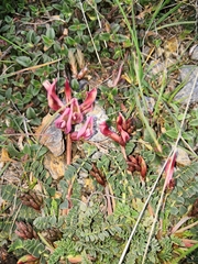 Astragalus incanus