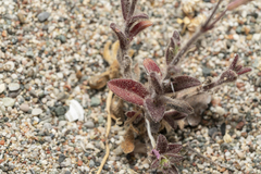 Silene pompeiopolitana