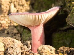 Russula torulosa