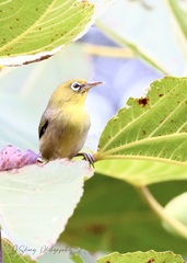 Zosterops tenuirostris