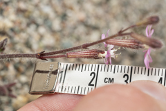 Silene pompeiopolitana