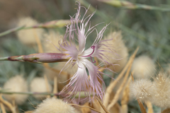 Dianthus crinitus