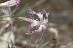 Dianthus crinitus