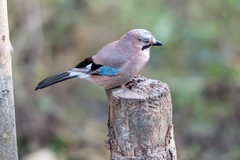 Garrulus glandarius