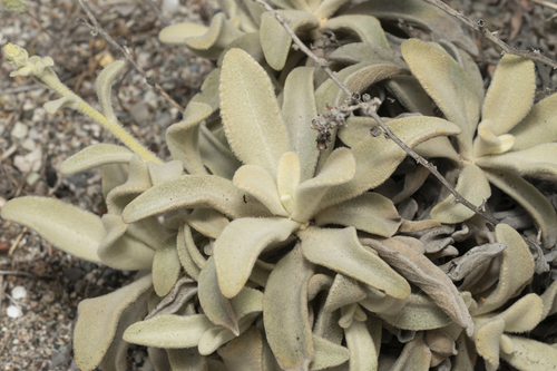 Image of Verbascum syriacum by (c) Eleftherios Katsillis, some rights reserved (CC BY)