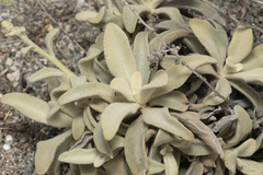 Verbascum syriacum