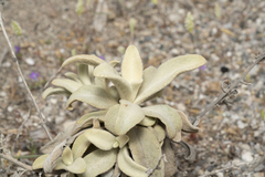 Verbascum syriacum
