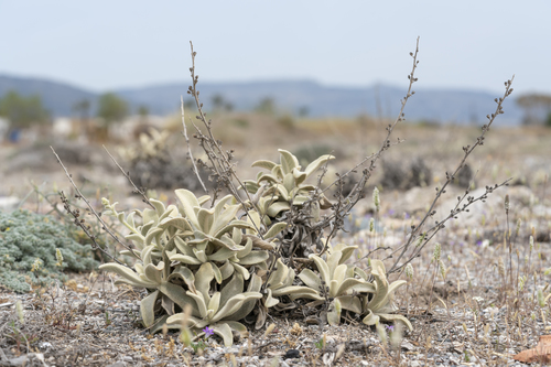 Image of Verbascum syriacum by (c) Eleftherios Katsillis, some rights reserved (CC BY)
