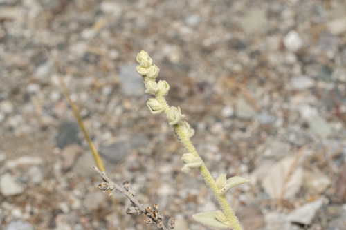 Image of Verbascum syriacum by (c) Eleftherios Katsillis, some rights reserved (CC BY)