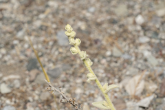 Verbascum syriacum