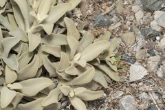 Verbascum syriacum
