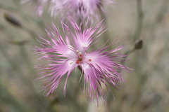 Dianthus crinitus