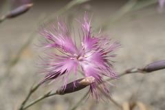 Dianthus crinitus