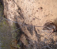 Tulista pumila