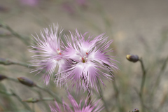 Dianthus crinitus