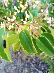 Azara petiolaris