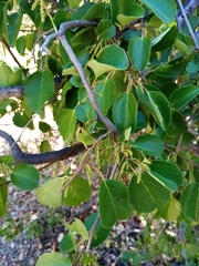Azara petiolaris