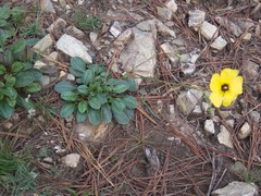 Tuberaria globulariifolia