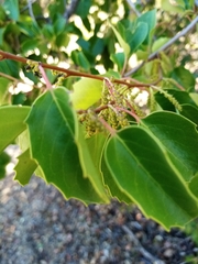 Azara petiolaris