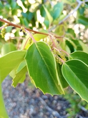 Azara petiolaris