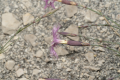 Dianthus crinitus