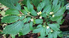 Begonia chlorolepis