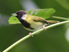 Apalis personata