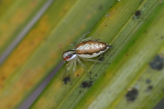 Epocilla calcarata
