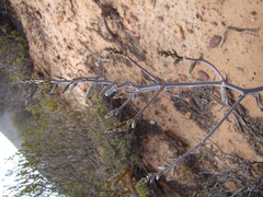 Tulista pumila