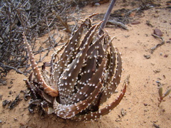 Tulista pumila