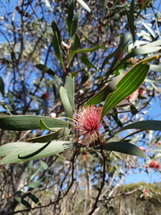 Hakea laurina