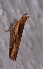 Eutorna symmorpha