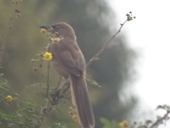 Argya fulva