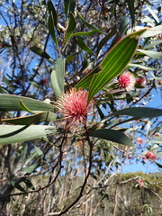 Hakea laurina
