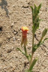 Oenothera indecora indecora