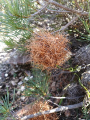Banksia sphaerocarpa
