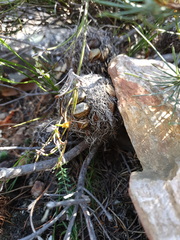 Banksia sphaerocarpa