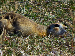 Spermophilus