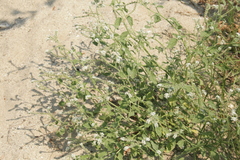 Heliotropium suaveolens