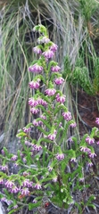 Erica labialis