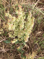 Rumex thyrsoides