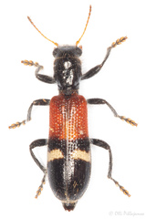 Opilo taeniatus