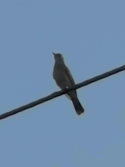 Cercotrichas galactotes