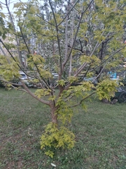 Acer negundo