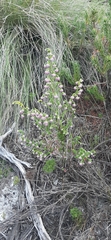 Erica labialis