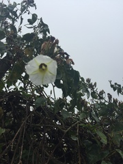 Ipomoea corymbosa